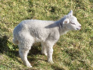 Police probe 'heartbreaking' sheep mauling incident