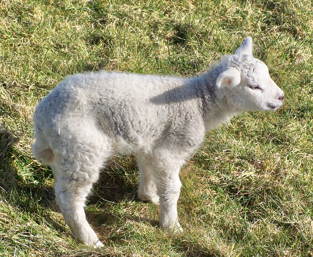 Police probe 'heartbreaking' sheep mauling incident