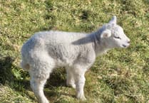 Police probe 'heartbreaking' sheep mauling incident