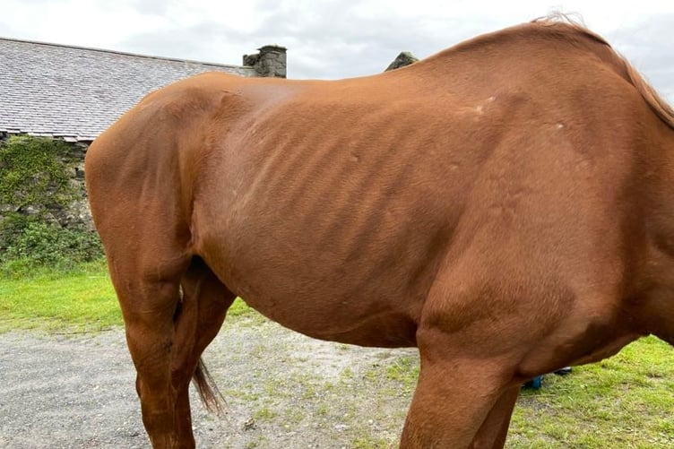 Cassie when we rescued her in October 2022