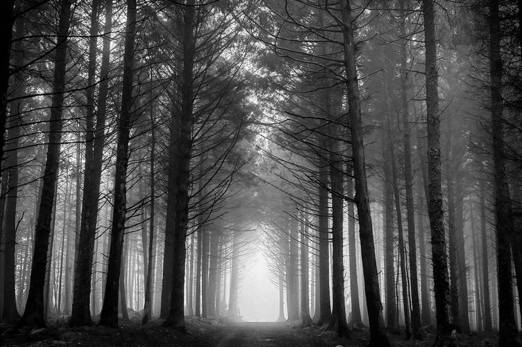 Joint first place in the mobile phone competition was 'Foggy Forest' by Sean Corlett
