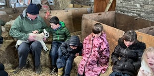 Pupils get hands-on lambing experience at island farm