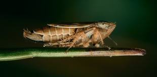 Manx Wildlife Week returns with expanded programme