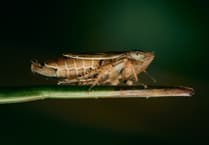 Manx Wildlife Week returns with expanded programme