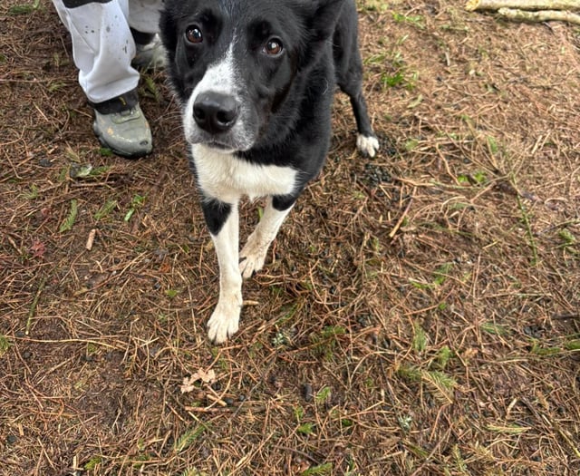 Pet dog rescued from ravine