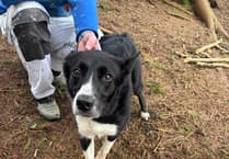 Fire crews rescue stricken pet dog stuck in ravine