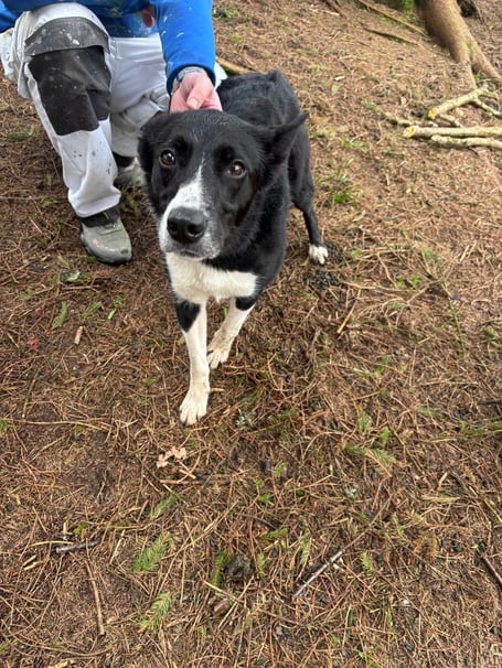 Milo was rescued by fire cres after getting stuck in a ravine at Dhoon Glen