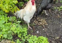 Unwanted cockerels being dumped all over island