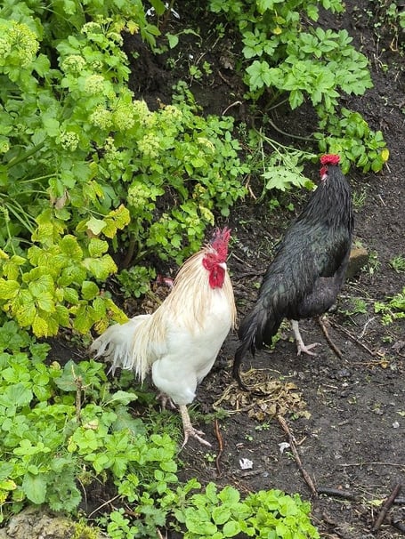 Unwanted cockerels are regularly being dumped, and left to fend for themselves.