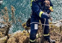 Lucky dog unharmed after 60ft fall down cliff