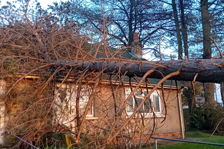 One of the trees which fell in January 2025