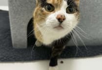 Do cats really have nine lives? New study reveals the science behind the myth