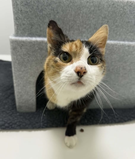 Maisey previously lived on the streets of Peel