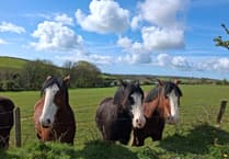 The island reservoirs that provide tramway horses with a holiday home