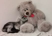 MSPCA column: Meet Dolly, the feral goat kid