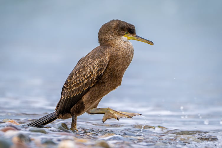 Best nature image was 'Dipping His Toe in the Water' by Sean Corlett