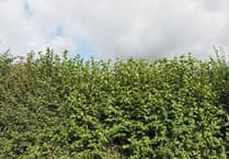New partnership to improve wildlife welfare during hedge cutting