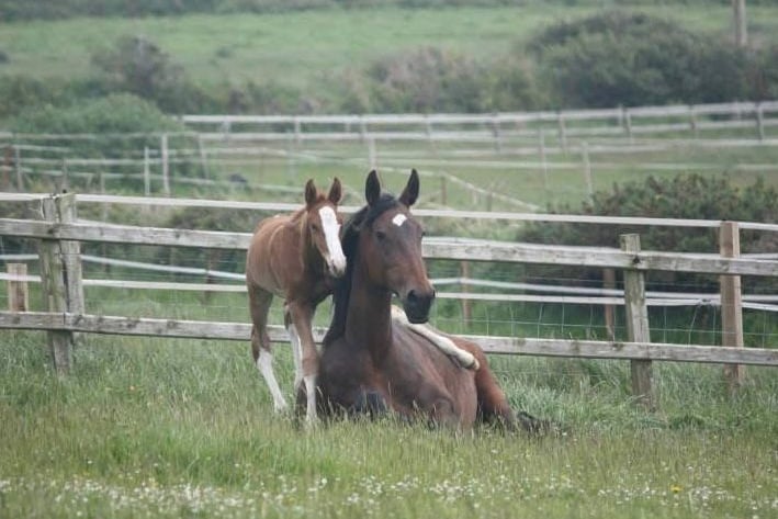Unity with the foal she fostored who lost her mother