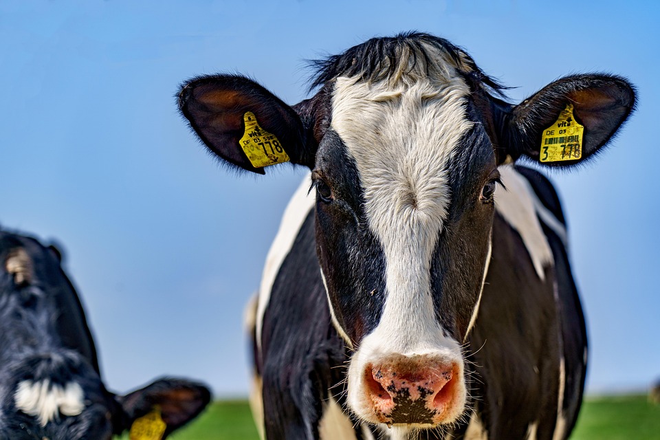 Issue image for General Election 2026: Farmers outline 'urgent' challenges facing industry in manifesto