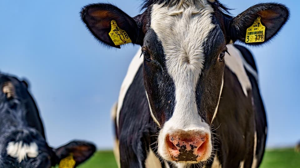 Isle of Man farmers outline 'urgent' challenges facing industry in election manifesto