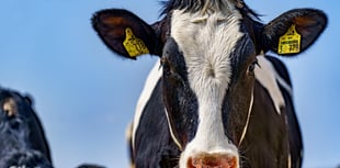 Farmers outline 'urgent' challenges facing industry in manifesto