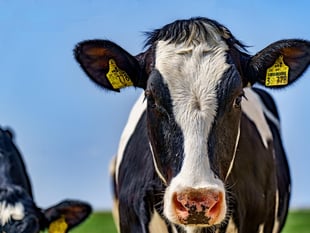 Farmers outline 'urgent' challenges facing industry in manifesto