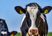 Isle of Man farmers outline 'urgent' challenges facing industry in election manifesto