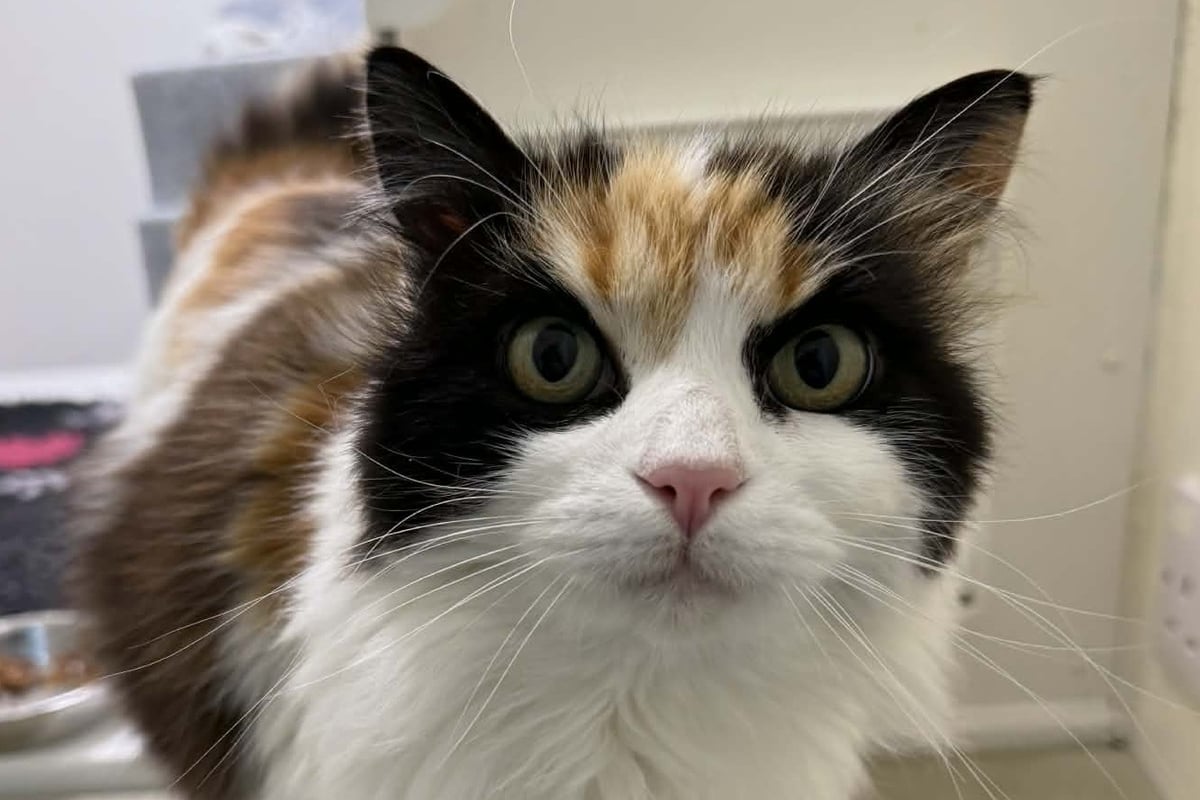 MSPCA column: Study reveals cats' emotional independence from owners