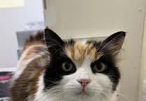 MSPCA column: Study reveals cats' emotional independence from owners