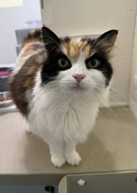 Izzy the cat is available for adoption from the MSPCA