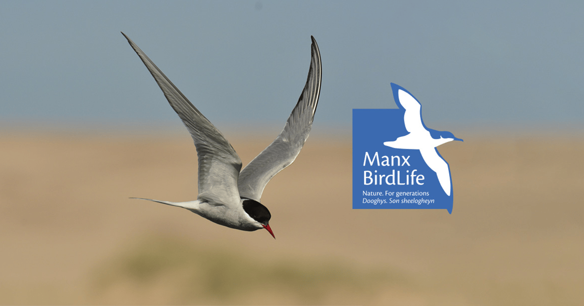 Manx BirdLife secures £28,618 grant for conservation efforts
