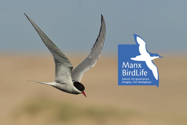 Manx BirdLife secures £28,618 grant for conservation efforts
