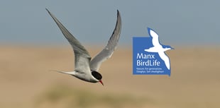 Manx BirdLife secures £28,618 grant for conservation efforts