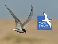 Manx BirdLife secures £28,618 grant for conservation efforts