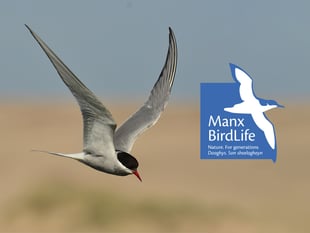 Manx BirdLife secures £28,618 grant for conservation efforts