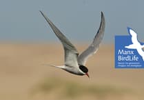 Manx BirdLife secures £28,618 grant for conservation efforts