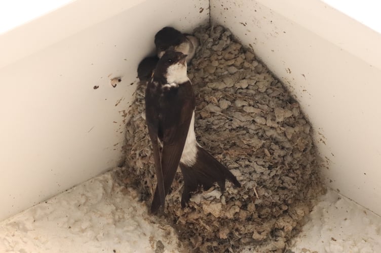 Housemartins and their nest cup