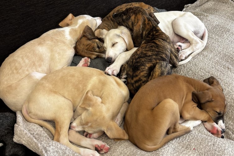 The six eight-week-old lurchers that are available for adoption from the MSPCA
