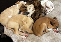 MSPCA welcomes six playful lurcher puppies needing forever homes