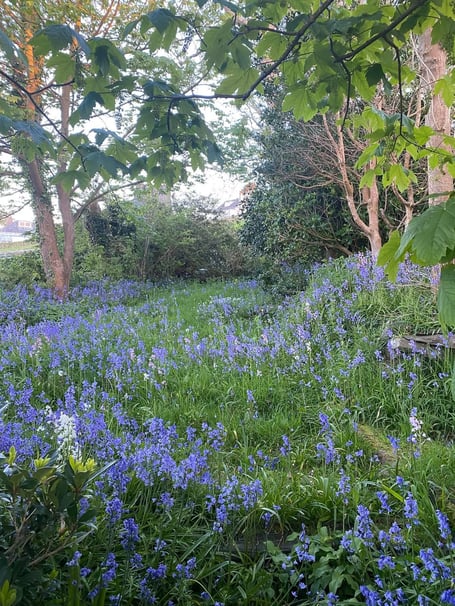 The bluebells in bloom on one of my recent walks