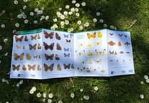 Charity launches first dedicated guide to Isle of Man butterflies