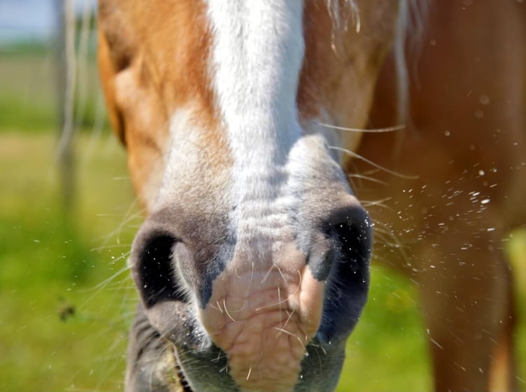 There's been a recent spike in horse flu cases in the UK
