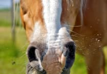 MSPCA column: Symptoms to look out for if you suspect your horse has equine influenza