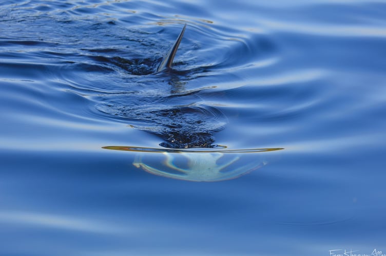 The gaping mouth of the basking shark as it feeds on plankton