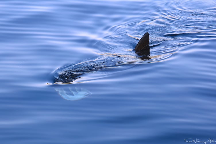 A basking shark cruising in Peel bay on Holiday Monday