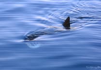 Photographer captures incredible basking shark sighting off Isle of Man coast