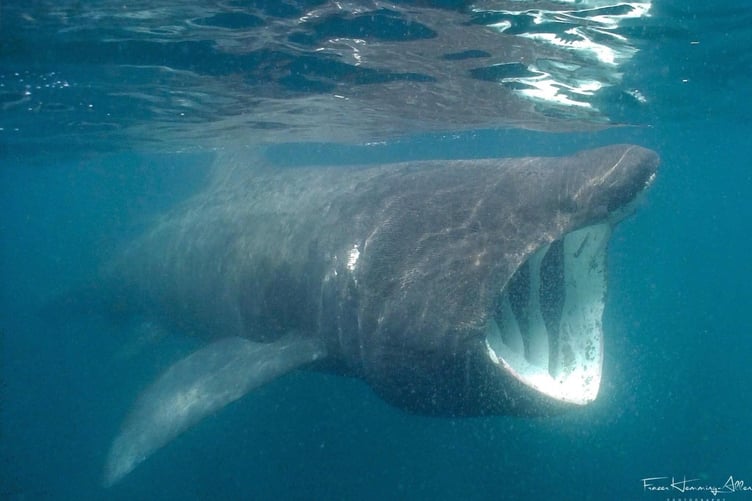 A previous underwater shot taken by Frazer of a basking shark in Peel bay