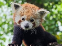 Curraghs Wildlife Park welcomes spanish red panda Malik 