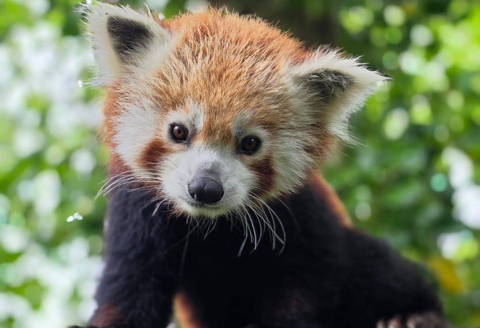 Curraghs Wildlife Park welcomes spanish red panda Malik 