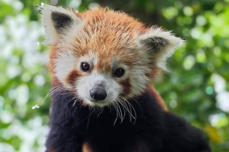 Malik the red panda